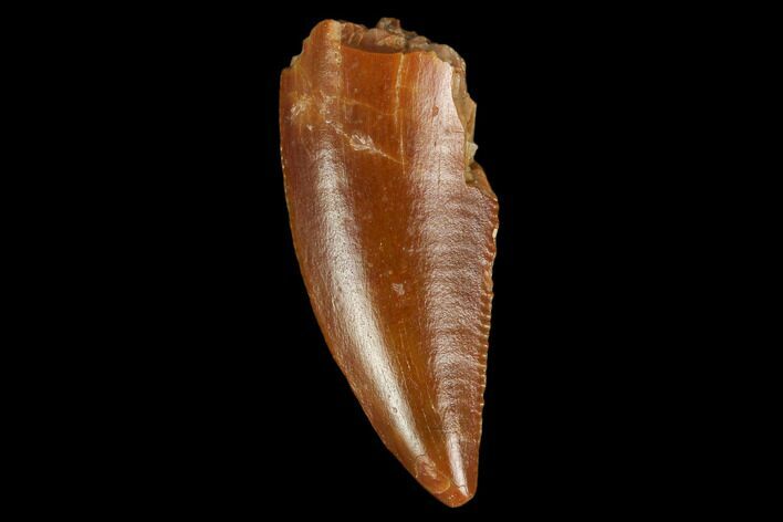 Serrated, Raptor Tooth - Real Dinosaur Tooth #127056